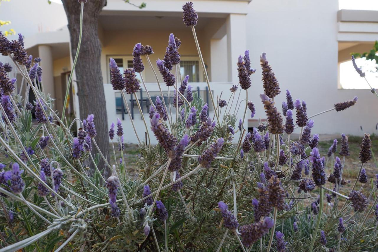 Olive House Villa Mália Kültér fotó